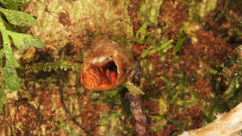 Gastrodia-agnicellus