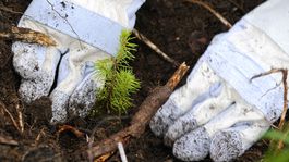 Lesníci vysadili vlani na Slovensku viac ako 16 miliónov stromov