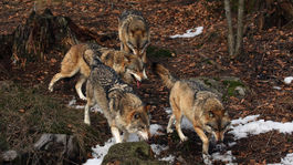 Agrorezort stiahol svoje výhrady ohľadom zaradenia vlka dravého medzi celoročne chránené živočíchy
