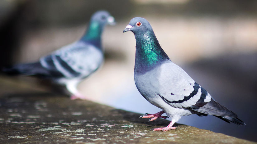 Nemecko Kolín pandémia holuby kŕmenie iniciatíva