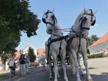 Riša a a Roncha 6 a 7 rocni starokladrubsky belkovia