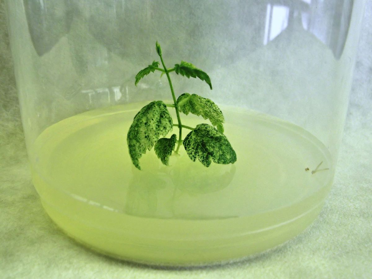Laboratórny experiment prebiehal v...
