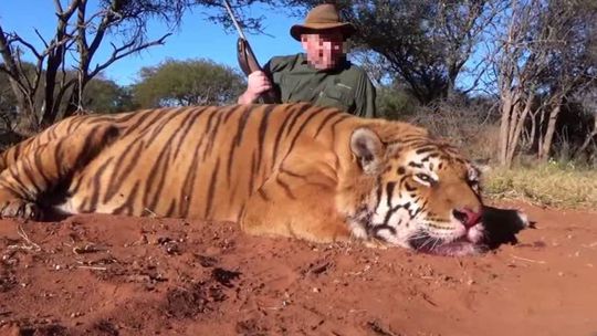 Slovák ulovil v Afrike tigra, hrozí mu päťročné väzenie