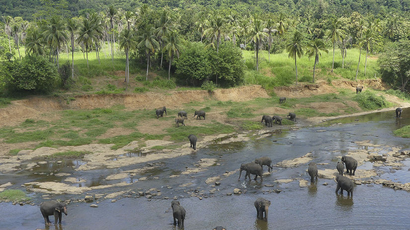 Srí Lanka, slony, palmy, sirotinec, sloní...