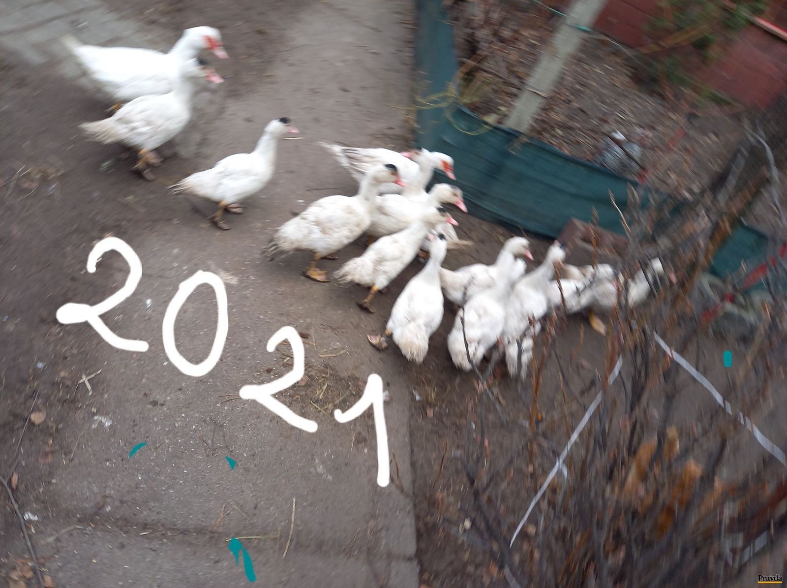 Kačacie pf 2021.