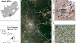 Vedci počítajú populáciu afrických slonov vďaka snímkam z družice