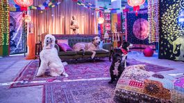 Jojka má našliapnuté mať v stajni prepadák: Bodka stratila polovicu publika