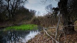 Čakanie na zelenkavú vôňu vŕbových hláv