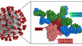 Vedci objavili látku vhodnú na prevenciu aj liečbu covidu-19. Ničí aj mutácie