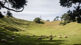 boba ovce 12 Na Novom Zelande sa venuju prevazne chovu oviec a vyrobe merino vlny