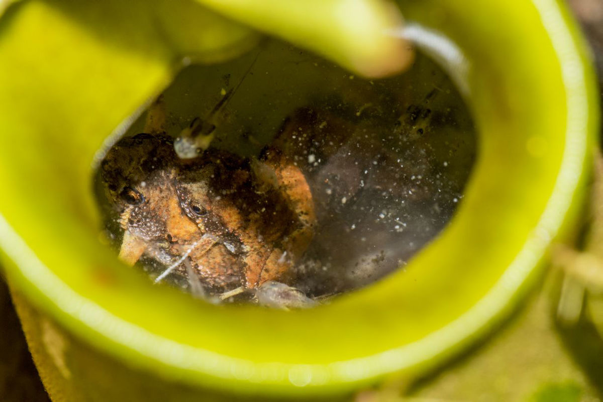 Žaby Microhyla borneensis merajú od 13 do 19...