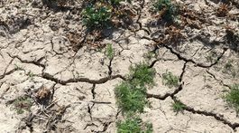 Výrazné klimatické zmeny môžu v budúcnosti priniesť neúrody. Sladovníci chcú urýchlené prípravy