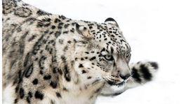 Snežná leopardica prináša pokoj