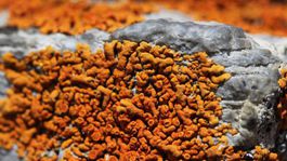 Slovenskí vedci získali strieborné nanočastice mletím vďaka lišajníkom