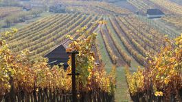 Pivnice sú plné vína, ale pokladnice prázdne