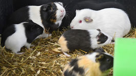 Skúška s myšami a morčatami, ktorým pichli Sputnik V, dopadla úspešne