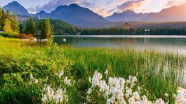 Podporí štát pálenie lesov pod rúškom udržateľnosti? Rezort hospodárstva to odmieta