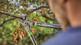 Ako skrotiť dreviny