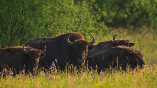 Zubor hrivnatý už nie je zraniteľný druh. Ale...
