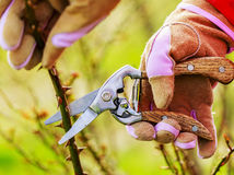 Spring pruning roses in the garden