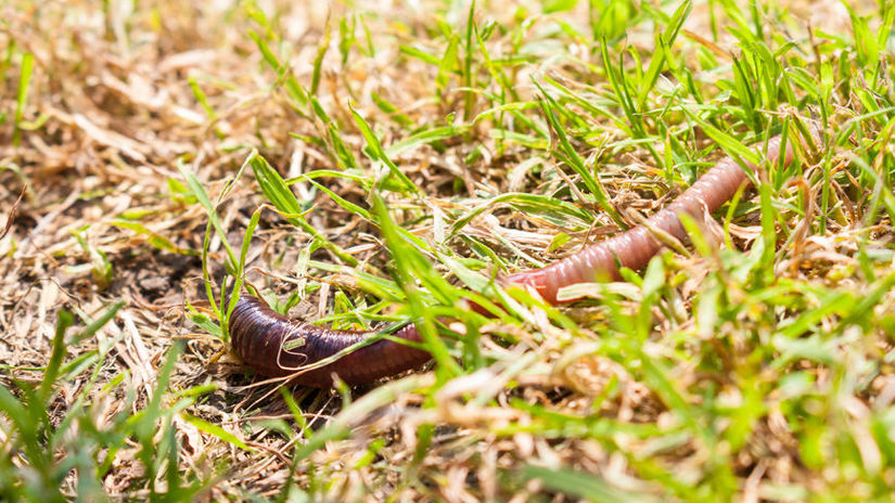 An earthworm crawling along outside on grass