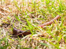 An earthworm crawling along outside on grass