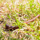 An earthworm crawling along outside on grass