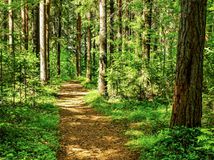 les, príroda, chodník, cestička