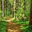 les, príroda, chodník, cestička