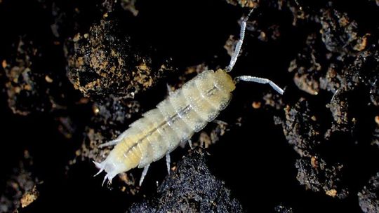 Jaskynné článkonožce - žižiavka.