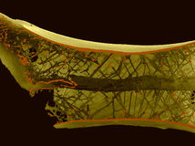 pterosaurs cross-section 1280x720