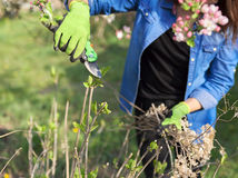 Spring work in garden with plants. Woman gardener in gloves with pruning shears cuts dry branches on bush of hydrangea