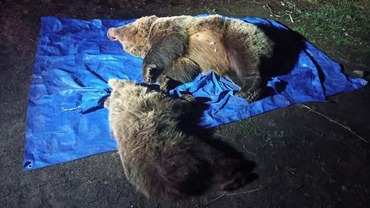 Prípad usmrtenia medveďov v Tatrách preveruje polícia