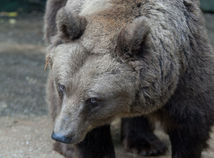 medveď, zoo