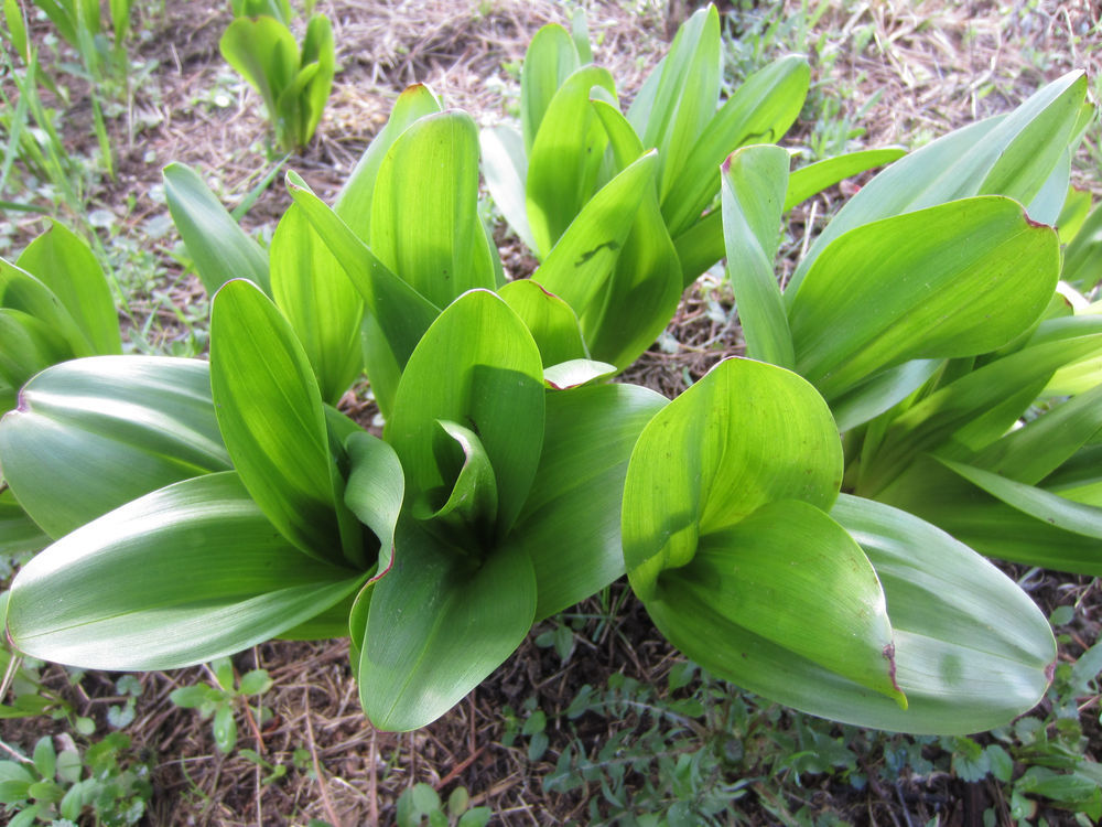 Jesienka obyčajná (Colchicum autumnale) - na...