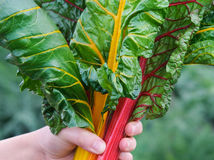 Gardener holding homegrown colorful mangold. Organic vegetables.