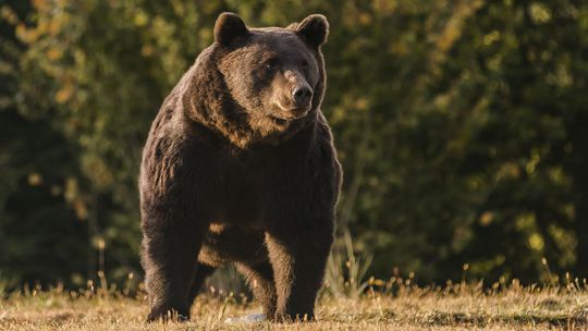 Nad Banskou Štiavnicou strhol medveď dobytok, ľudia by mali byť opatrní