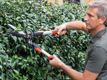Portrait Of A Male Gardener Cutting Stems Of Plant With Clippers