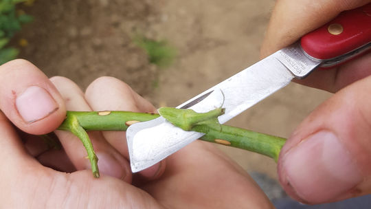 Obr. 1: Odoberanie očka