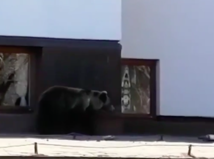 medveď na hrebienku