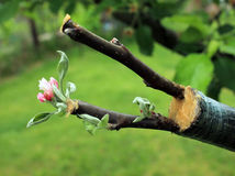 Live cuttings at grafting apple tree in cleft
with growing buds, young leaves and flowers. Closeup.
