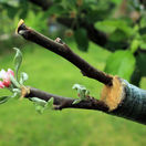 Live cuttings at grafting apple tree in cleft with growing buds, young leaves and flowers. Closeup.