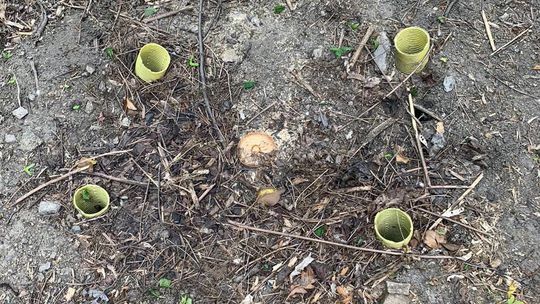 V Horskom parku niekto spílil 15 dubov, Vallo podal trestné oznámenie