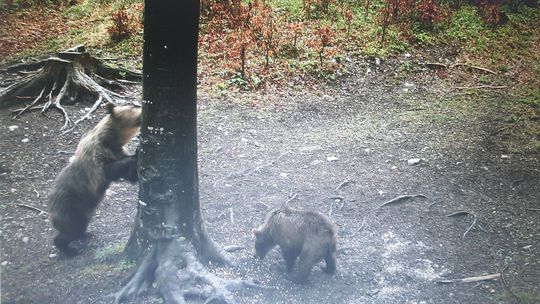 Okolo Hrebienka sa túla medvedica, odborníci varujú pred kŕmením