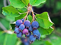 Amelanchier or Saskatoon ( Amelanchier ). Berry brush on the background leaves