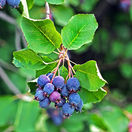 Amelanchier or Saskatoon ( Amelanchier ). Berry brush on the background leaves