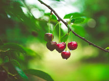 Ripe cherries hanging from a cherry tree branch. Water droplets on fruits, cherry orchard after the rain