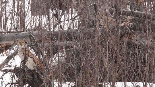 Ako to môžu byť mŕtve lesy, keď sa v nich darí...