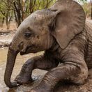 slonica
