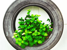 recycle of tire used in organic vegetable
